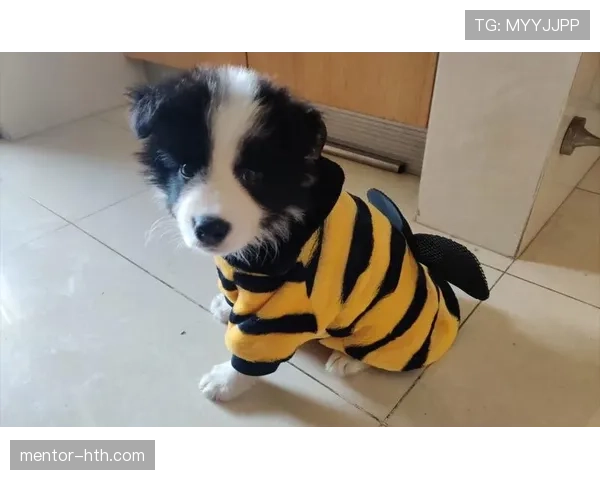 阿尔瓦雷斯家的狗都吃牛排，他训练完啃蛋白棒像嚼口香糖